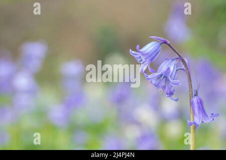 Bluebells in Southampton Old Cemetery Stock Photo