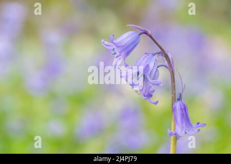 Bluebells in Southampton Old Cemetery Stock Photo