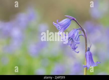 Bluebells in Southampton Old Cemetery Stock Photo