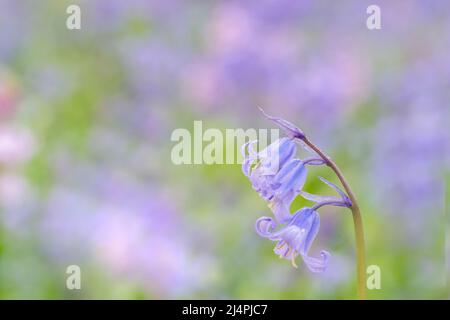 Bluebells in Southampton Old Cemetery Stock Photo