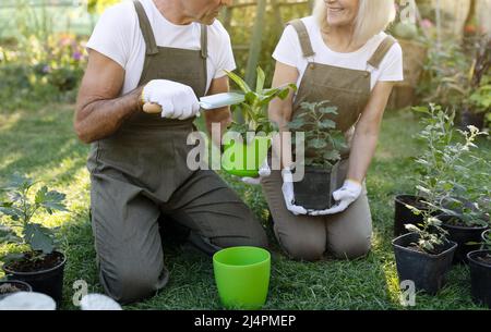 Aged couple transplanting flowers and gardening together in countryside, enjoying taking care of plants Stock Photo