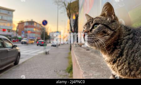 Green eyed cat on the street in Istanbul. Selective focus. Blurry background. Stock Photo