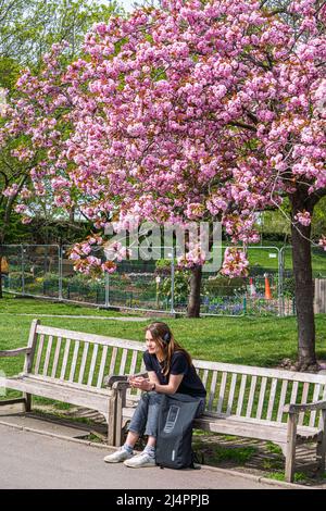 WIMBLEDON LONDON, UK. 17 April, 2022 . People enjoying the spring sunshine in Wimbledon Park  on a sunny easter bank holiday with cherry flowers in full bloom as temperatures are forecast to rise 23 celsius in London and the south of England . Credit: amer ghazzal/Alamy Live News Stock Photo