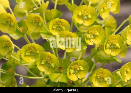 Yellow blooming Euphorbia Characias shrub close up Stock Photo