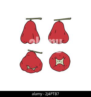 Hand drawn vector illustration of rose apple. Isolated on white. Stock Vector