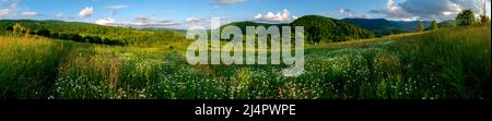 Panorama of wildflowers, daisies in the mountains Stock Photo