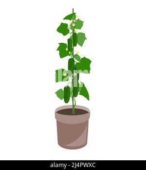 Cucumber plant in a container. Cucumber vegetable growth in a flower pot. Vector illustration isolated on white Stock Vector