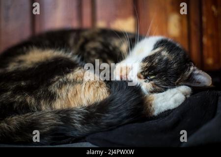 Sleeping tortoiseshell cat Stock Photo