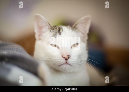 White male cat Stock Photo