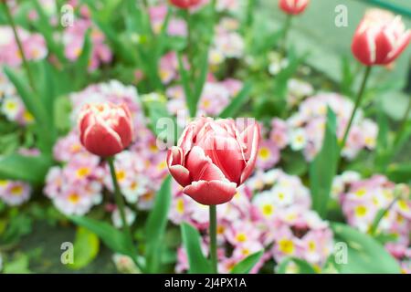 Vivid pink, red tulips with green leaves bloom in a garden in a spring day, beautiful outdoor floral background photographed with soft focus. Stock Photo