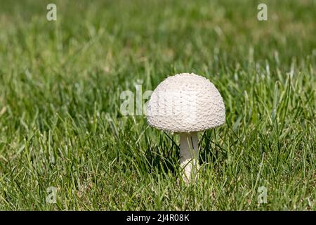 Closeup of white parasol mushroom in yard. Concept of lawn care, landscaping and poisonous mushrooms Stock Photo