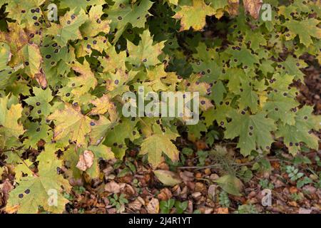 Lot of maple leaves affected by the pathogen Rhytisma acerinum in the form of black spots Stock Photo