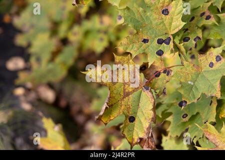 Ugly maple leaves infected with a plant fungus on the right side of the photo and on the left side a blurred background Stock Photo