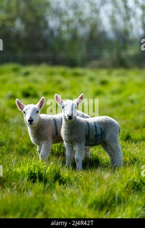 New born spring lambs enjoying the spring sunshine in the Suffolk countryside Stock Photo