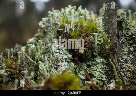 Water droplets on the top of tiny Pixie Cup Lichens growing in the Palatinate forest of Germany on a fall day. Stock Photo