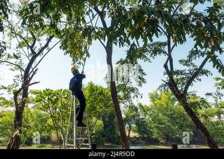 Asian professional gardener trimming plants using pruning saw on a ladder. A Tree Surgeon or Arborist cuts branches of a tree in the garden. Man sawin Stock Photo