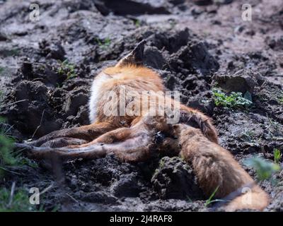 Fox lying dead on the ground in the farmers plowed field Stock Photo