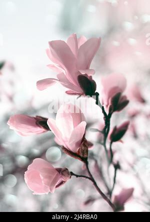 Branch magnolia pink blooming tree flowers in soft light. Sunny spring day in garden. Spring time. Natural floral background. Botanical garden concept Stock Photo