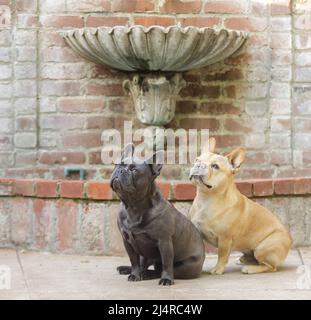 Blue Isabella and Red Tan Male Frenchies Looking Up next to a Classical Wall Fountain. Stock Photo