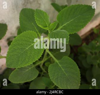 Country borage herb (Local name: Kapparawalliya ) karpooravalli leaf. with white background . with blur background Stock Photo