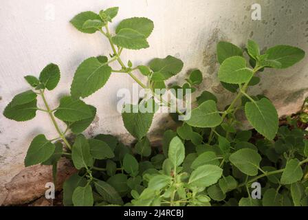 Country borage herb (Local name: Kapparawalliya ) karpooravalli leaf. with white background . with blur background Stock Photo