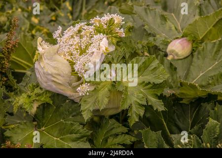 Beautiful but poisonous wildflower emerging from its pod on slopes of Caucasus Mountains - Heracleum mantegazzianum or giant hogweed of carrot family Stock Photo