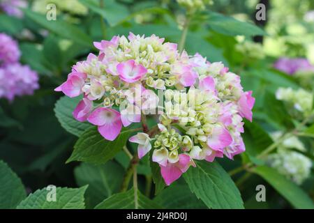 Beautiful purple pink hydrangea just starting to bloom against background of blurred green leaves Stock Photo