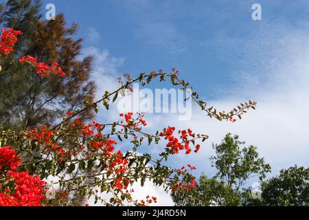 Bright red bougainvillea against blue sky with cloud whisps and gum and evergeen trees Stock Photo