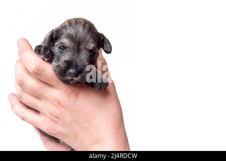 A small newborn puppy of a miniature schnauzer sleeps in the arms of a man on a white background, close-up. Little blind sleeping puppy is resting aft Stock Photo