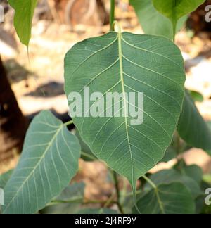 Sacred fig Tree leaf (Ficus religiosa)plant leaf. with blur background Stock Photo