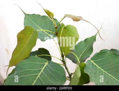 Sacred fig Tree leaf (Ficus religiosa)plant leaf. with blur background Stock Photo