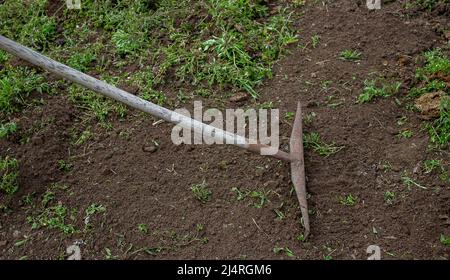 a man chooses the roots of weeds in the garden, vegetable garden, farm. selective focus Stock Photo