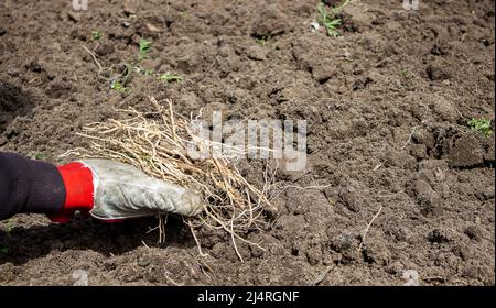 a man chooses the roots of weeds in the garden, vegetable garden, farm. selective focus Stock Photo