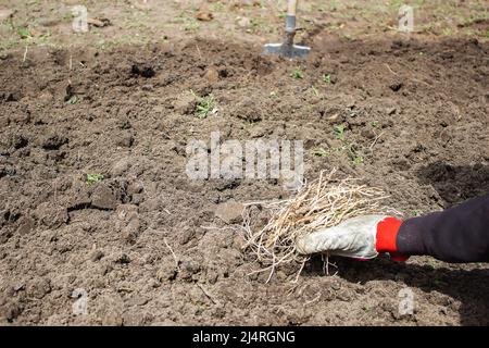 a man chooses the roots of weeds in the garden, vegetable garden, farm. selective focus Stock Photo