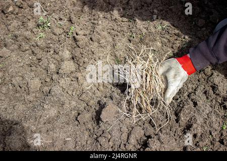 a man chooses the roots of weeds in the garden, vegetable garden, farm. selective focus Stock Photo