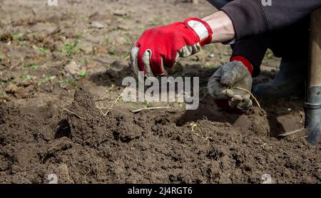 a man chooses the roots of weeds in the garden, vegetable garden, farm. selective focus Stock Photo