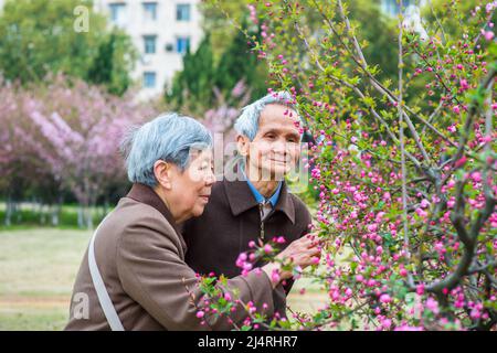 Senior Woman and Man Viewing and Admiring Flowers. A senior couple, 80 years old, is enjoying to watch pink cherry blossoms in a spring day. Stock Photo