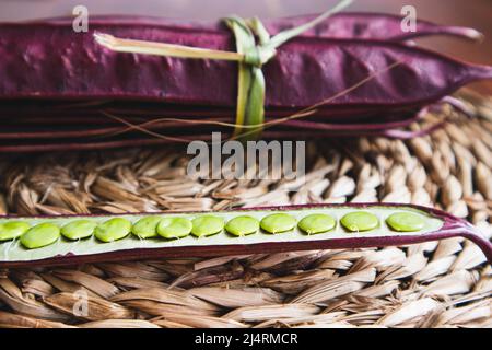 Bundle of Guaje seed pods in Oaxaca, Mexico. Stock Photo