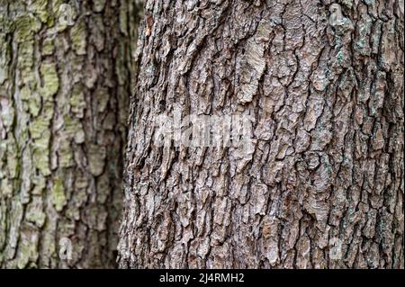 Background from old wood bark. Black alder, Alnus glutinosa. Stock Photo