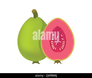 Detailed Guava Fruit Illustration Vector Stock Vector