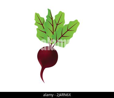 Detailed Single Red Beet Illustration Vector Stock Vector