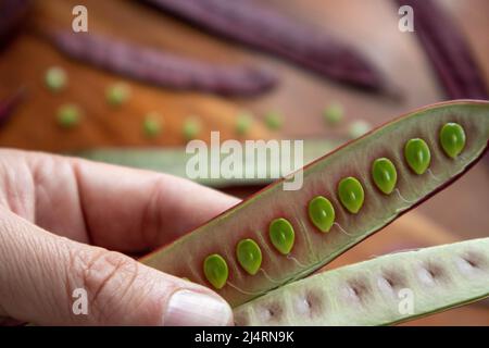 Hand holding an open Guaje seed pod Stock Photo