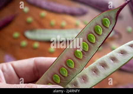 Hand holding an open Guaje seed pod Stock Photo