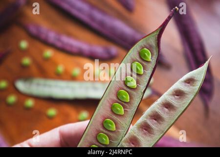 Hand holding an open Guaje seed pod Stock Photo