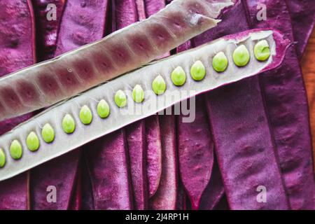 Pile of Guaje seed pods on a wood table with one open seed pod in Oaxaca, Mexico Stock Photo