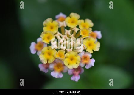 Yellow Flowers Stock Photo