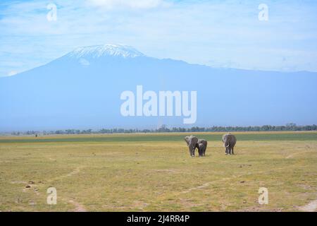 Elephants in front of Kilimanjaro Stock Photo