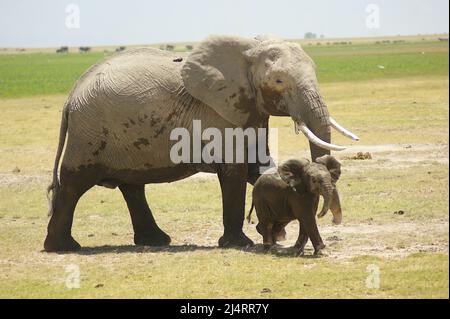 Mother and baby elephant Stock Photo