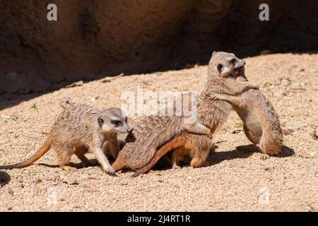 Mob of meerkats, suricata suricatta or suricates, small mongoose in southern Africa playing in their natural habitat, close up Stock Photo