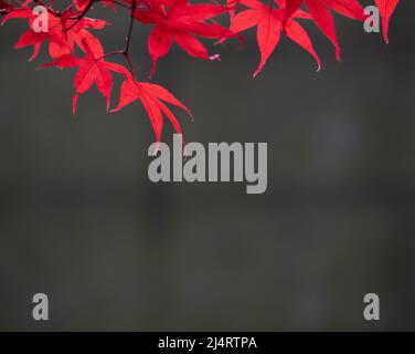 Brilliant red Japanese Maple or Acer palmatum leaves in autumn against a dark gray wall. Photographed with a shallow depth of field at Portland, Orego Stock Photo